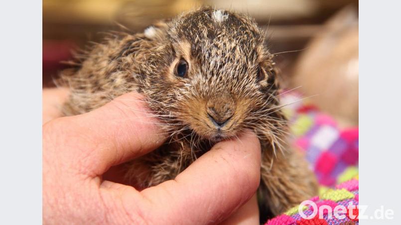 Die 29-Jährige brachte ihren Hasen sofort zum Tierarzt, der ihn dann aufgrund der massiven Verletzungen einschläfern musste. Symbolbild: Wolfgang Runge/dpa