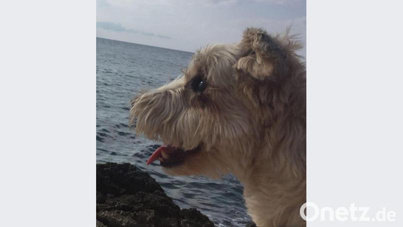 Mika am Meer in Kroatien. Bild: we