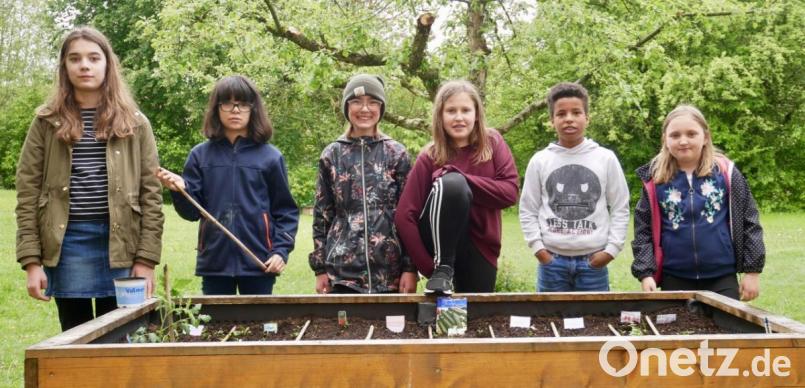 Einige Mittelschüler bepflanzten das Hochbeet im Schulgarten. Bild: jzk