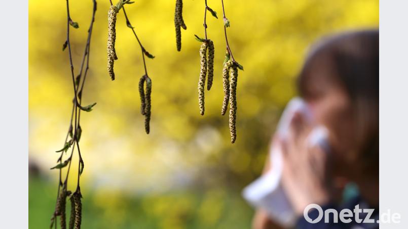 In Bayern gibt es Echtzeit-Informationen zum Pollenflug. Bild: Karl-Josef Hildenbrand/dpa