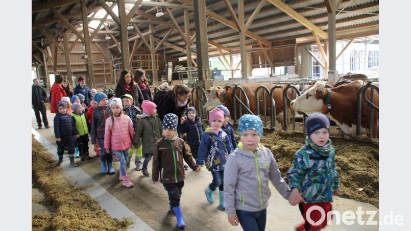 Beim Gang durch die Rinderställe staunten die Kinder, wie viele Rinder und Kälber die Familie Salomon betreuen muss. Bild: frd