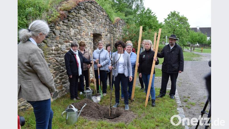 Der Erhalt der Artenvielfalt liegt auch den Landfrauen am Herzen. Als symbolischen Beitrag dazu pflanzte die Bezirksbäuerin Rita Blümel eine Portugiesische Birnenquitte im Freilandmuseum Neusath-Perschen. Bild: bnr