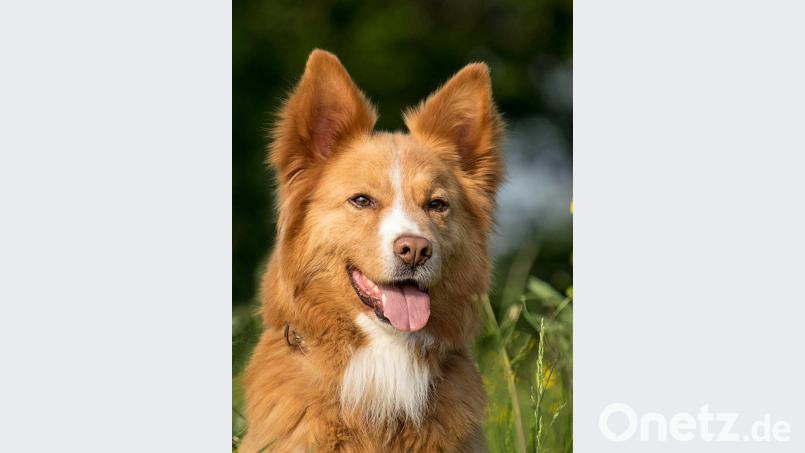 Ohren spitzen: Herrchen und Frauchen können auch ihre Mischlings-Lieblinge bei der Hundeausstellung präsentieren. Bild: Dobmeier