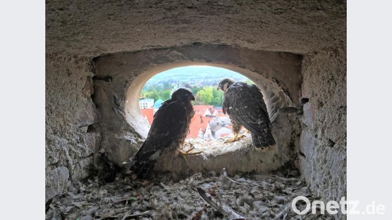 Noch sitzt der junge Falke im Nest auf dem Turm der Michaelskirche. Sein erster Flug endete tragisch. Bild: Gustl Beer