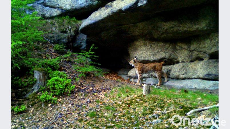 Die Luchsdame &quot;Fee&quot; vor einem Felsen im Steinwald. Bild: Fotofallenmonitoring