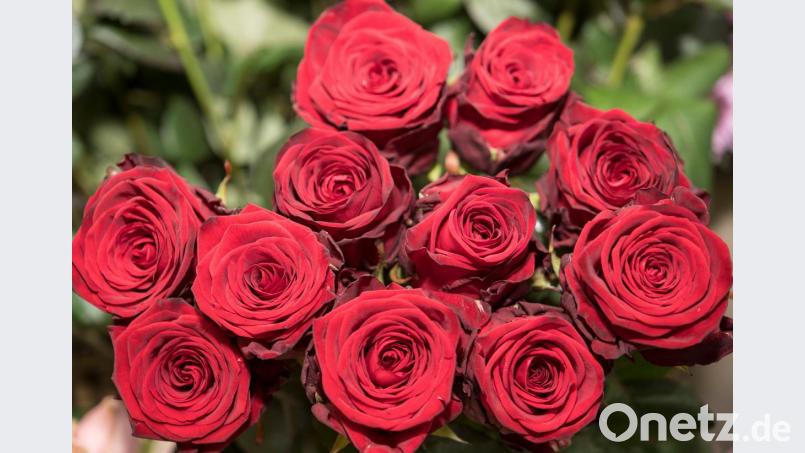 Der 40-Jährige warf einen fernbedienbaren Kran mit Ausleger an, ließ den Haken herunter und hängte den Strauß Blumen absturzsicher daran. Bild: Robert Günther/dpa