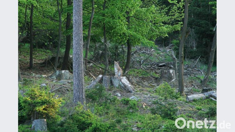 Das Luchs-Männchen aus dem Bayerischen Wald hatte sich im Steinwald gut eingelebt. Bild: Landesamt für Umwelt/exb