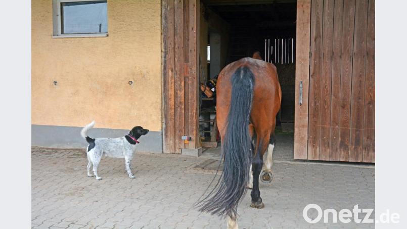 Auch Helga Dirnbergers Hund freut sich über den langbeinigen Gast. Bild: Gabi Schönberger