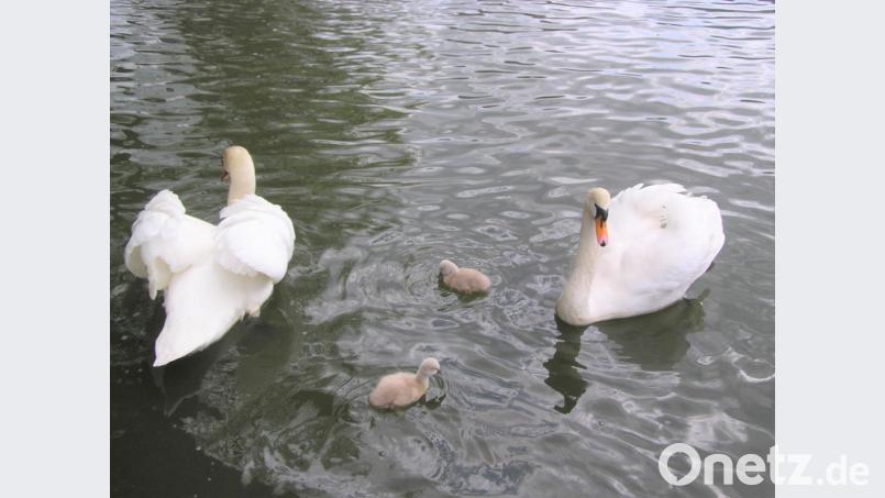 Zwei Jungschwäne paddeln seit kurzem im Stadtweiher herum. Bild: tu