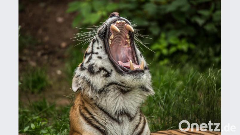 Gut gebrüllt, Tiger. Bild: exb/Herta und Josef Schell