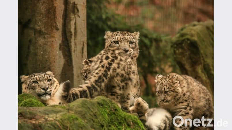 Wildkatzen beim Spielen. Bild: exb/Herta und Josef Schell