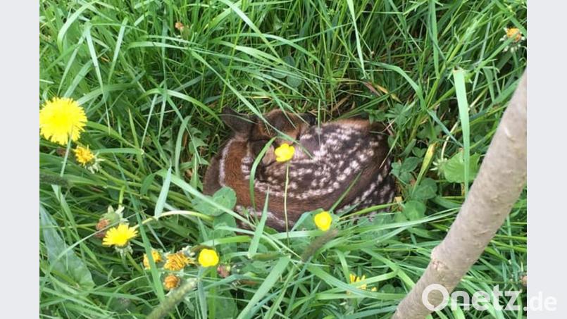 Im Gras liegen die frisch geborenen Rehlein, die sich bei drohende Gefahr instinktiv wegducken. Bild: mlg