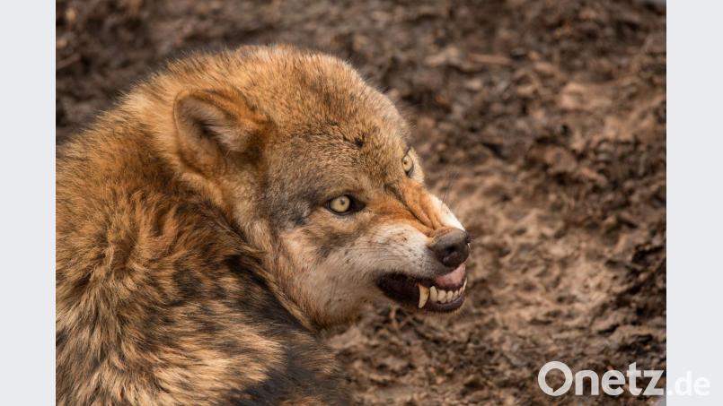 Zeig her deine Zähne. Bild: exb/Herta und Josef Schell