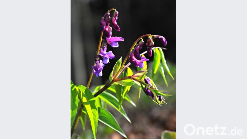 Die Frühlings-Platterbse war eine von vielen Hinguckern auf dem Weg durchs Königsteiner Land. Die rotviolett bis karminroten Blüten leuchten an manchen Stellen in den Buchenwäldern. Die Samen der Pflanze sind giftig für Menschen und Tiere. Bild: Günter Moser