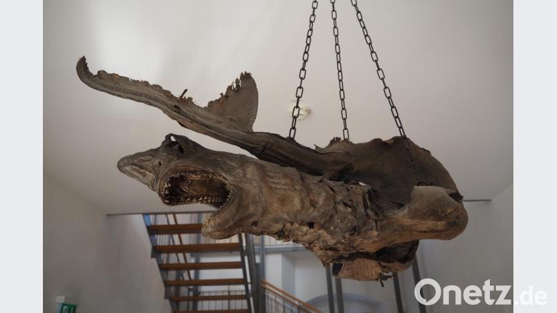 Ganz schön gruselig ist dieser Heringshaifisch, der momentan noch im Treppenhaus des Bürgerhauses hängt. Bild: bl