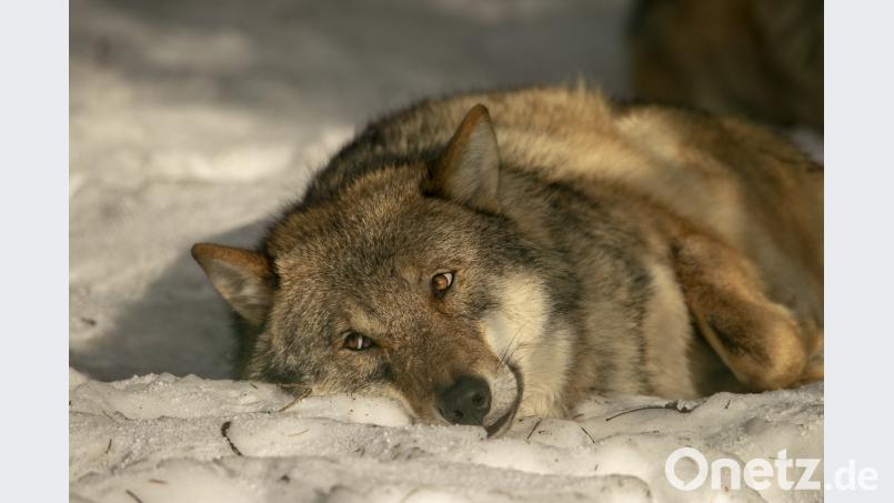 Auch in Ruhephasen hat dieser Wolf alles im Blick. Bild: exb/Herta und Josef Schell