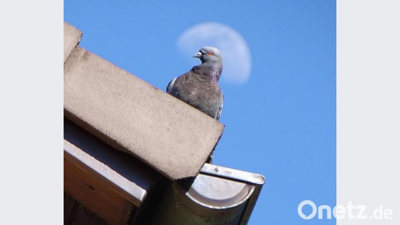 Eine Art scheinheilige Taube. Bild: Dobmeier