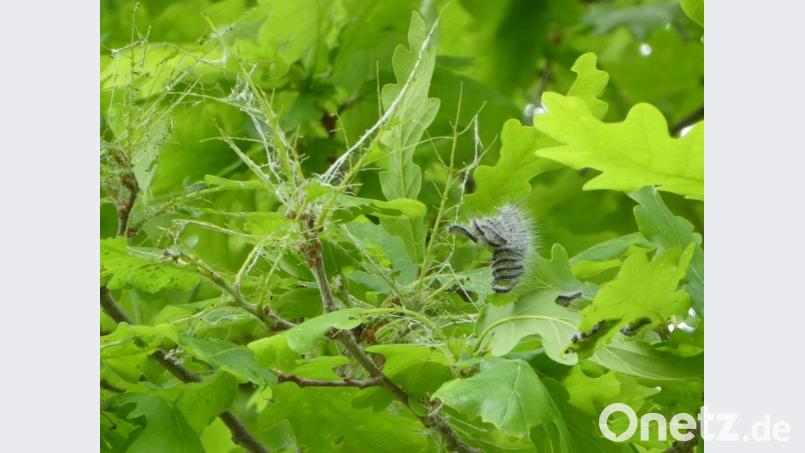 So sehen die Raupen des Eichenprozessionsspinners aus, die nun bekämpft werden. Bild: Bernhard Frank, Stadt Amberg