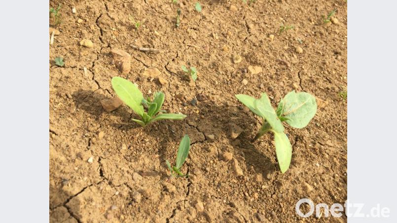 Drumherum sieht’s noch ein bisschen kahl aus. Aber die ersten Pflänzchen sind schon da. Bild: Unger, Heike