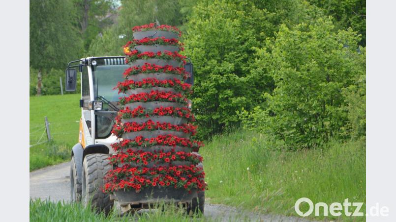 Mit der richtigen Mischung aus gärtnerischer Pflege und Gefühl wird es bald gelingen, die ganze Blütenpracht der Petunien aus diesem konischen Kegel hervorzukitzeln. Bild: dob