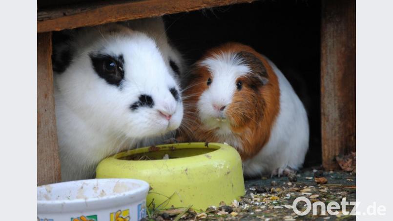 Ein Kaninchen und ein Meerschweinchen teilen sich das Futter. Bild: Jennifer Jahns/dpa