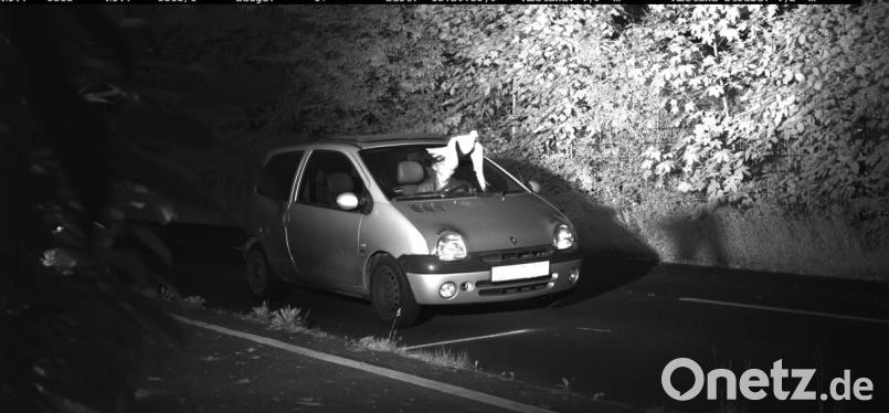 Rasende Taube Bild: Polizei Viersen