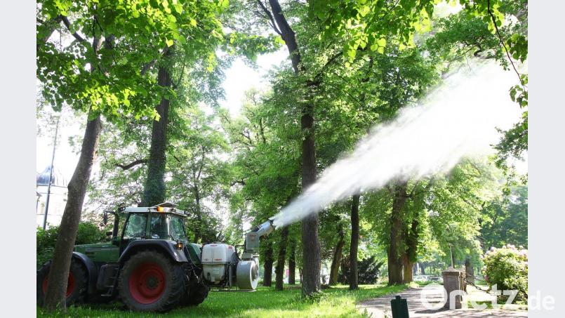 Der Eichenprozessionsspinner soll innerhalb der Stadt Amberg nicht zur Gefahr werden. Deshalb wurden die Eichen im Stadtgebiet mit Niemöl behandelt. Bild: Wolfgang Steinbacher