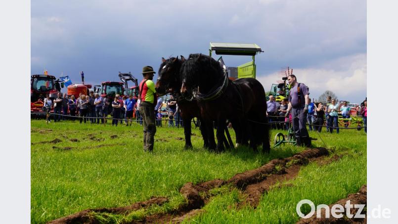 Ackerarbeiten mit Pferd Bild: fvo