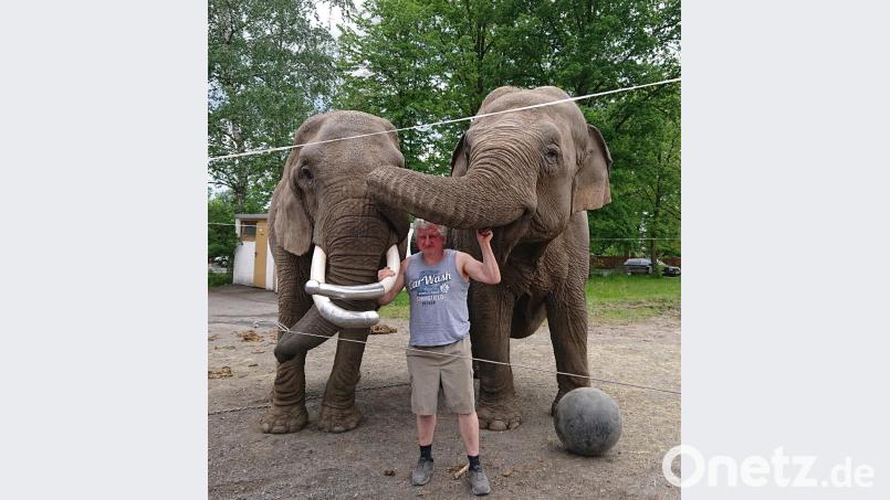 Elefanten in Tirschenreuth: Das gibt es nicht alle Tage. Bis Sonntag gastiert „Circus Afrika“ am Festplatz in der Franz-Heldmann-Straße. In ihrem Gehege üben die Dickhäuter mit Zirkusdirektor Hardy Weisheit schon mal mit einem Fußball. Bild: lue