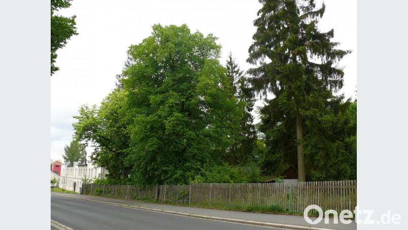 Andreas Andörfer hat das Grundstück oberhalb der Glashütte erworben. Bild: kgg