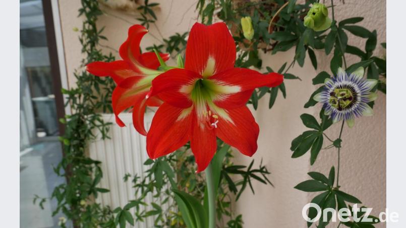 Eine der schönsten und außergewöhnlichsten Blumenarten sind die rote Amaryllis und bläuliche Passionsblume, deren Blüten sich bereits nach zwei Tagen, wie die obige Nachbarblume, wieder schließen. Bild: gz