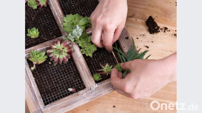Im vorletzten Schritt wird das Bild bepflanzt. Damit die Sukkulenten auch nach dem Aufhängen des Rahmens in ihrer Position bleiben, sollte das Fenster etwa zwei Wochen lang liegen, damit sie anwachsen können. Bild: DYA/Bosch