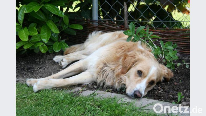 Gebettet im Beet. Im Garten fühlt sich der heute siebenjährige Sammy wohl. Bild: rg