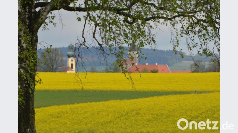 Das Innere der Bäume ist eine Wunderwelt, die wir selten wahrnehmen. Doch wenn die Bäume im Frühling austreiben, schenken sie ein leuchtendes Farbspiel. Bild: dob