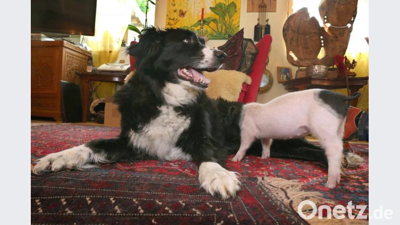 Hündin Molly säugt das knapp sechs Wochen alte Ferkel Rosa. Die Border Collie Hündin nährt das Ferkel, welches zu klein war sich gegen seine Geschwister an den Zitzen der Muttersau durchzusetzen. Bild: Karl-Josef Hildenbrand