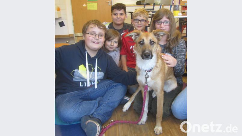 Hündin Josie hilft an der Felixschule den Viertklässlern beim Lesen. Bild: hfz