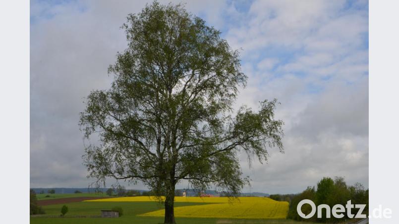 Das Innere der Bäume ist eine Wunderwelt, die wir selten wahrnehmen. Doch wenn die Bäume im Frühling austreiben, schenken sie ein leuchtendes Farbspiel. Bild: dob