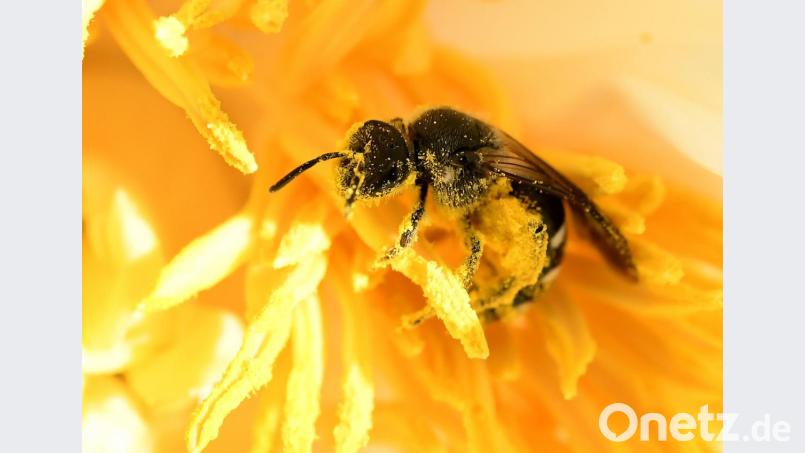 In Weiden ist eine Bienenseuche ausgebrochen. Mehrere Völker im östlichen Teil der Stadt sind betroffen. Nun sollen die Bürger sowie die Imker mithelfen, sie in den Griff zu bekommen. Bild: Holger Hollemann/dpa