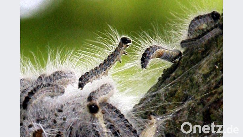 Raupen eines Eichenprozessionsspinners klettern an einem Ast entlang: Die feinen Haare des Tierchens können beim Menschen gesundheitliche Probleme verursachen. Bild: Bernd Settnik dpa/lbn
