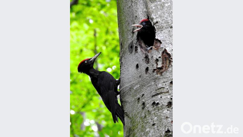 Junger Schwarzspecht schaut aus seiner Bruthöhle in einer Buche heraus, während der Altvogel am Stamm sitzt. Bild: exb/Bosch