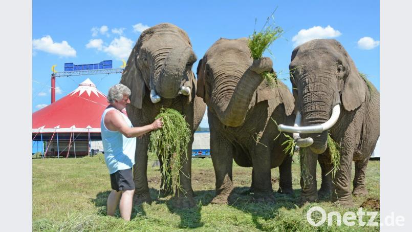 Hardy Weisheit, Wildtierexperte des &quot;Circus Afrika&quot; , füttert seine drei Elefantendamen mit frischem Gras. Bild: Gabi Schönberger