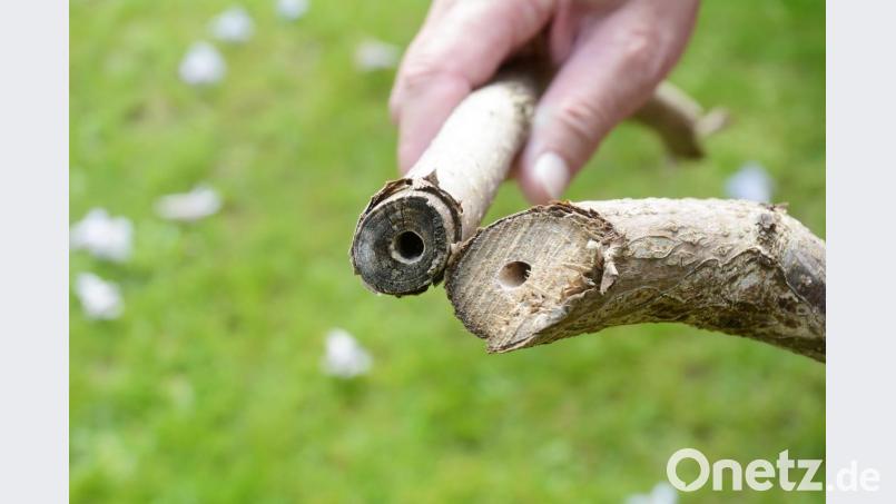 Das &quot;Kiri-Holz&quot; ist hochwertiges Material für Möbel, Surfboards, Tischtennisschläger oder Musikinstrumente. Bild: Gabi Schönberger