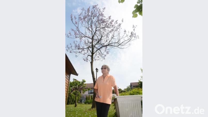 Christina Guber freut sich über die erste Blüte ihres Blauglockenbaumes. Bild: Gabi Schönberger