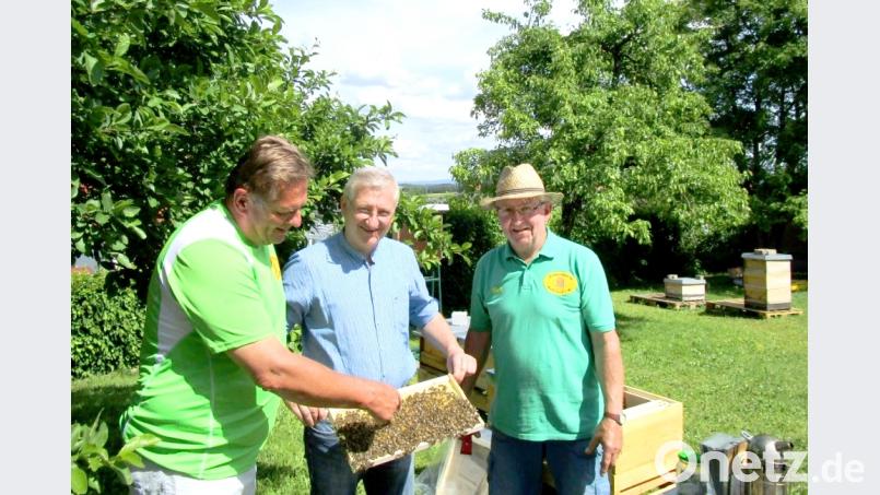 Zweiter Bürgermeister Johannes Reger (mitte), Rudi Gürtler (rechts) und Klaus Schmidt (links) kontrollieren die Bienenvölker der der Probeimker auf „Weiselrichtigkeit“, dem Vorhandensein einer Bienenkönigin. Bild: njn