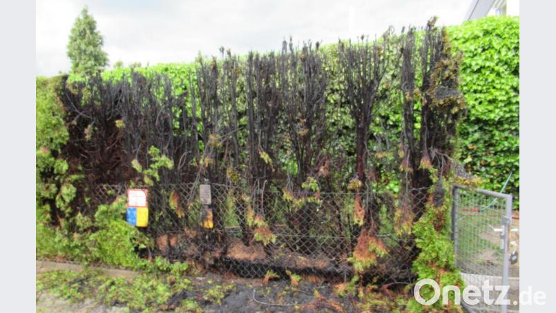 Eine Hecke ist in Amberg in Flammen aufgegangen: Hier hatte jemand Unkraut mit einem Brenner abgefackelt - der Funkenflug griff dann auf die ausgetrockneten Sträucher über. Bild: Polizei Amberg