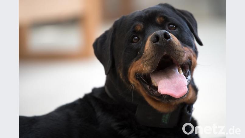 Treuer Blick: Um einen Rottweiler ging es auch im Regensburger Prozess. Bild: Federico Gambarini/dpa