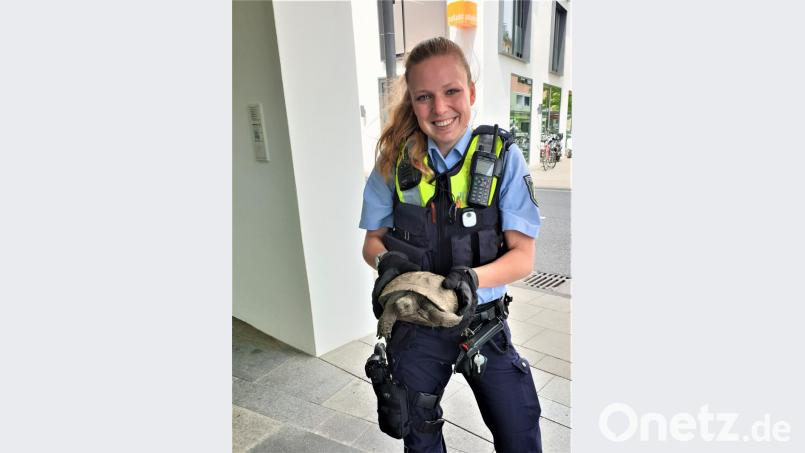 Die Polizei in Köln nahm den "Senior", eine Maurische Landschildkröte" in Gewahrsam. Bild: Polizei Köln