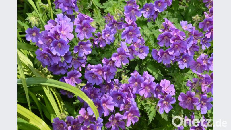 Einfach traumhaft - Pracht-Storchenschnabel. Bild: dob