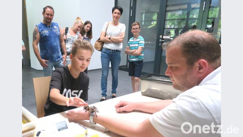 Mutig, mutig: Der elfjährige Louis aus Wackersdorf streichelt eine Riesenspinne. Bild: Hirsch