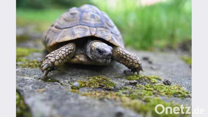 Eine Spaziergängerin findet in einer Wiese beim Zeitlarner Ortsteil Laub eine Rundwangenschildkröte. (Symbolbild) Bild: Kästle/dpa, Symbolbild